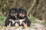 DOGUE DU TIBET 516